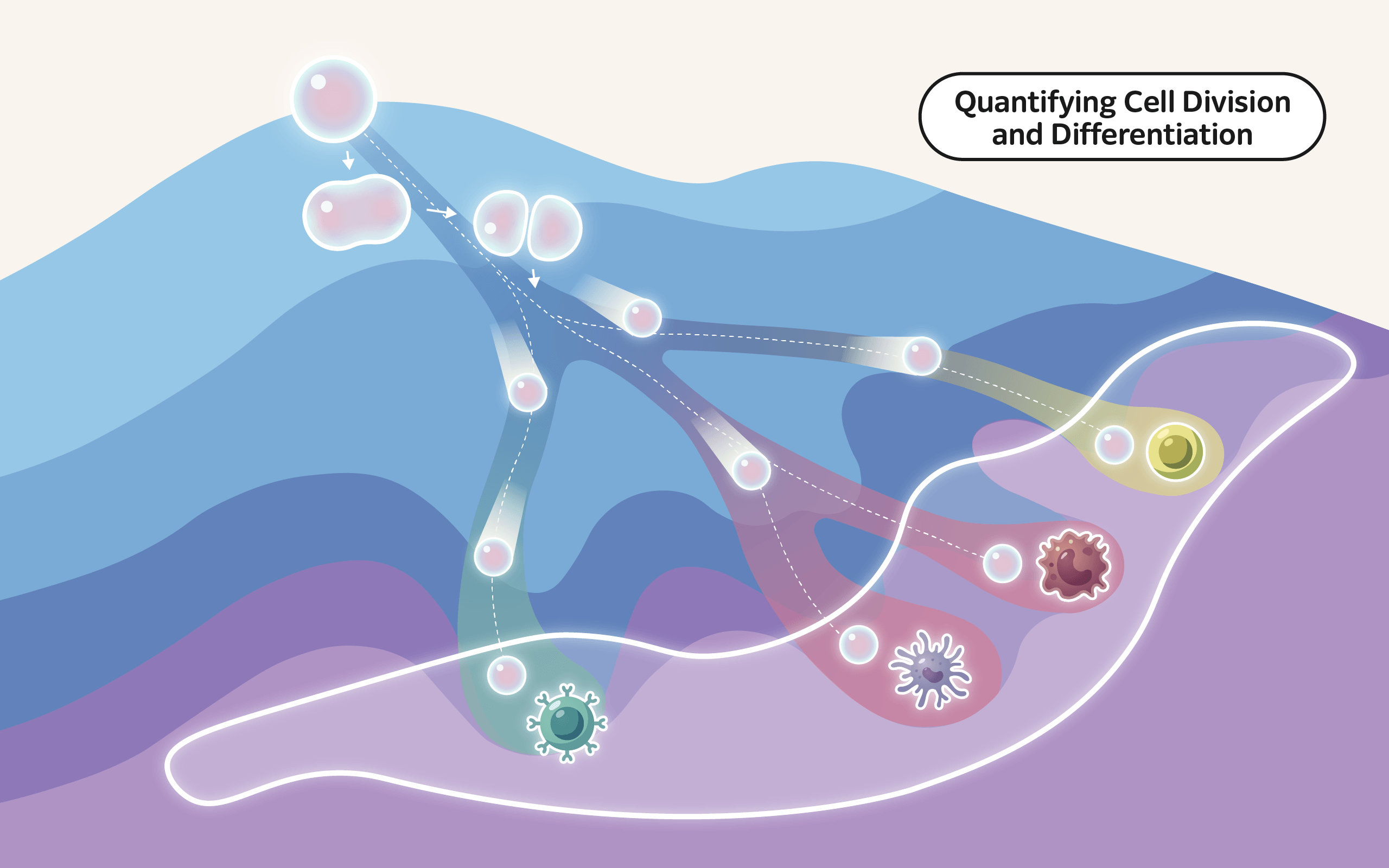 Quantifying Cell Division and Differentiation