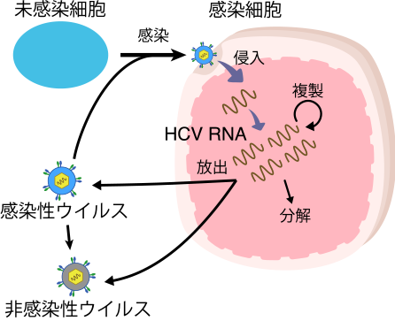 未感染細胞が感染し、感染細胞になるとHCV RNAが複製される 複製された遺伝子情報はさらに複製されたり分解されたり感染性ウイルス/非感染性ウイルスとして放出されたりする