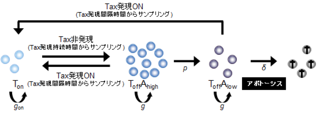 ToffAlow(⇄g) → Tax発現ON(Tax発現間隔時間からサンプリング) → Ton(⇄gon) → Tax非発現(Tax発現持続時間からサンプリング) ⇄ Tax発現ON(Tax発現間隔時間からサンプリング) ← ToffAhigh(⇄g) → p → ToffAlow(⇄g) → δ → アポトーシス