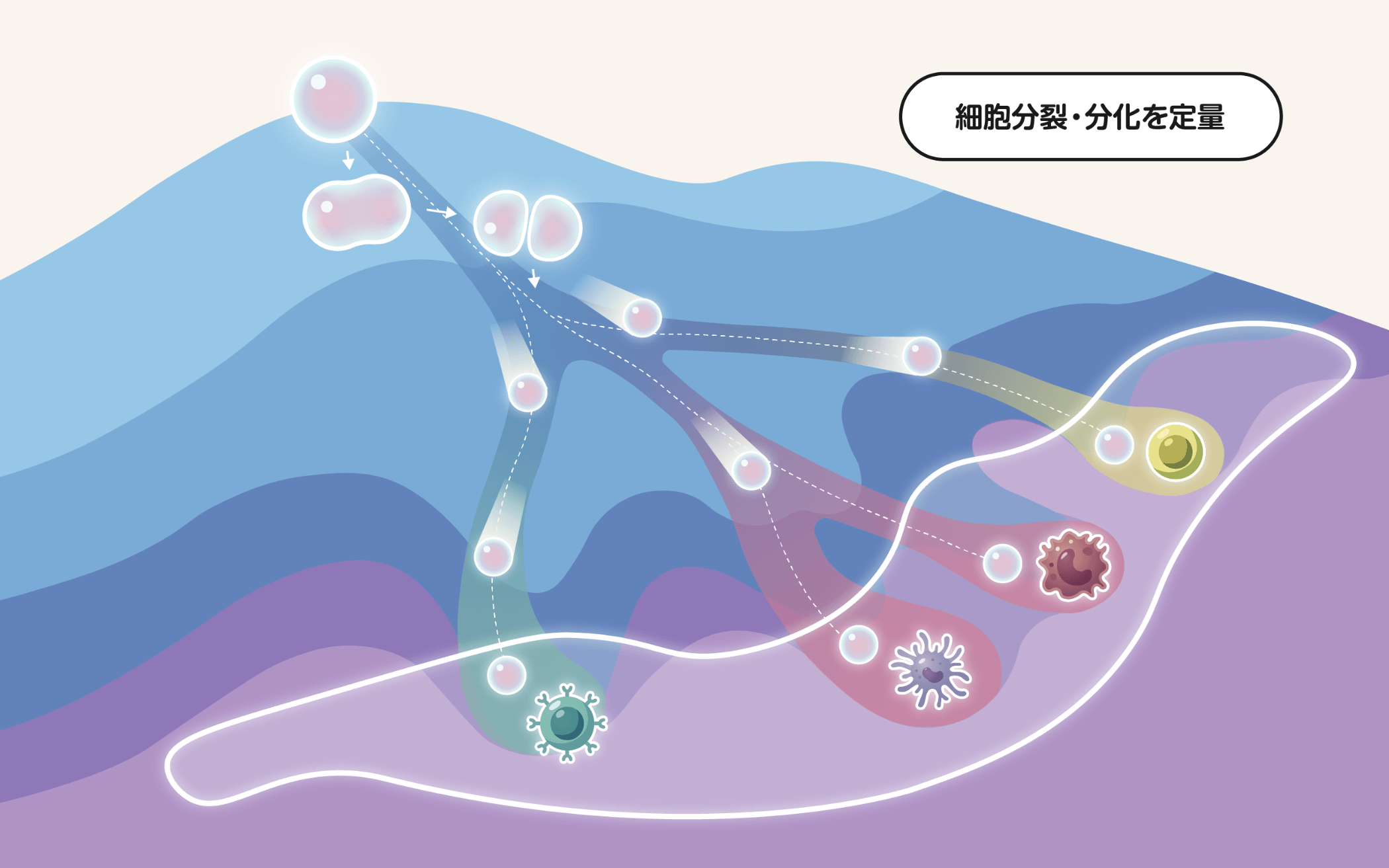 細胞分裂・分化を定量