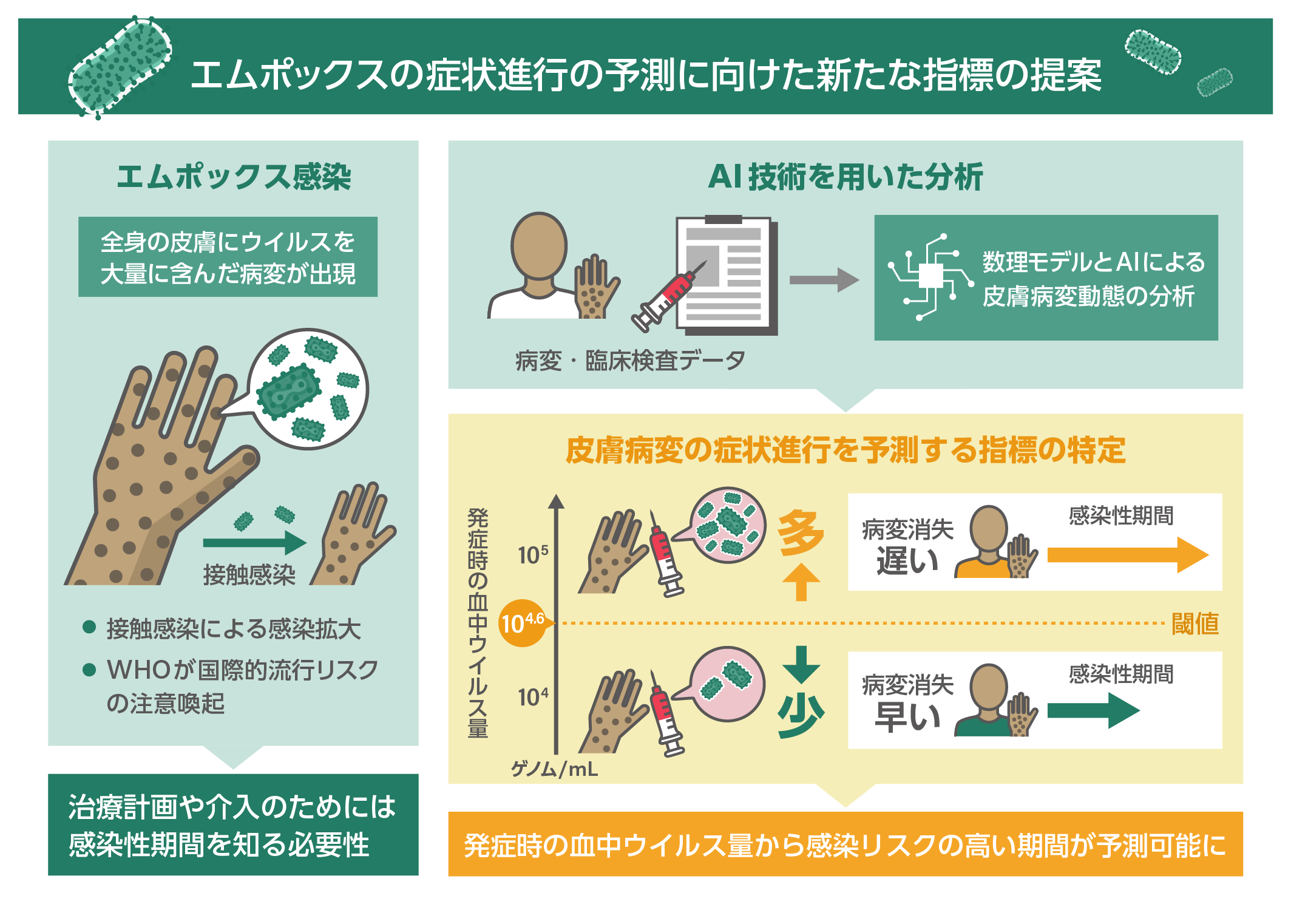 エムポックス感染時、治療計画や介入のためには感染性期間を知る必要がある。数理モデルとAIによる皮膚病変動態の分析により発症時の血中ウイルス量から感染リスクの高い期間が予測できることが明らかになった。